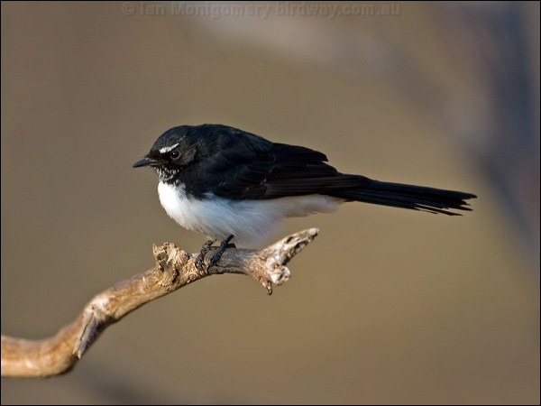 Willie Wagtail willie_wagtail_88771.psd
