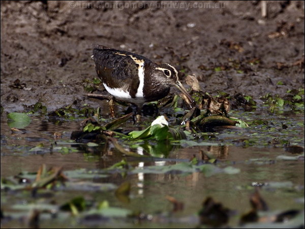 Australian Painted Snipe