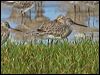 asian_dowitcher_113837