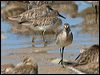 asian_dowitcher_113855