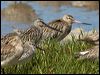 asian_dowitcher_113863