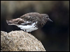 Click here to enter gallery and see photos/pictures/images of Black Turnstone