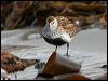 Click here to enter gallery and see photos of Dunlin