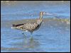 Click here to enter gallery and see photos of (Far) Eastern Curlew