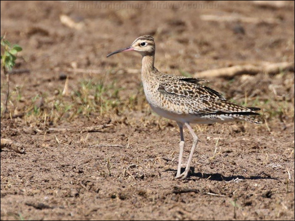 Little Curlew little_curlew_rw3185.psd