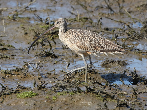 Long-billed Curlew long_billed_curlew_79916.psd