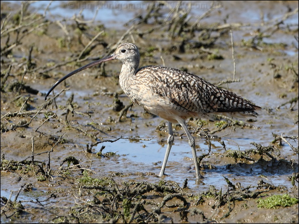 Long-billed Curlew long_billed_curlew_79918.psd