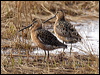 long_bill_dowitcher_66304