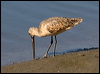 Click here to enter gallery and see photos of Marbled Godwit