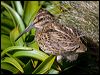 Click here to enter gallery and see photos of gallery and see photos of New Zealand Snipe