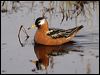 Click here to enter gallery and see photos of Red Phalarope