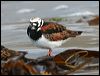 Click here to enter gallery and see photos/pictures/images of Ruddy Turnstone