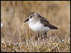 Click here to enter gallery and see photos of Semipalmated Sandpiper