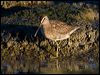 Click here to enter gallery and see photos of gallery and see photos of Short-billed Dowitcher