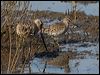 shortbill_dowitcher_79905