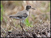 Click here to enter gallery and see photos of Solitary Sandpiper