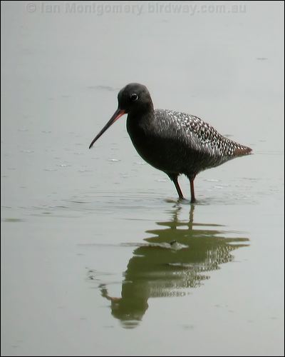 Spotted Redshank spotted_redshank_19801.jpg