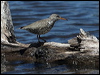 Click here to enter gallery and see photos of Spotted Sandpiper