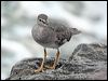 Click here to enter gallery and see photos of Wandering Tattler