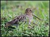 Click here to enter gallery and see photos of Common Snipe