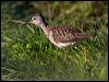 Click here to enter gallery and see photos of Wood Sandpiper