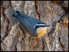 red_breast_nuthatch_109397