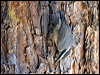 red_breast_nuthatch_109465