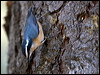 red_breast_nuthatch_109490