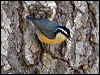 red_breast_nuthatch_66983