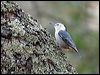 Click here to enter gallery and see photos/pictures/images of White-breasted Nuthatch