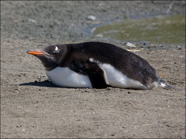 Gentoo Penguin gentoo_penguin_126334.psd