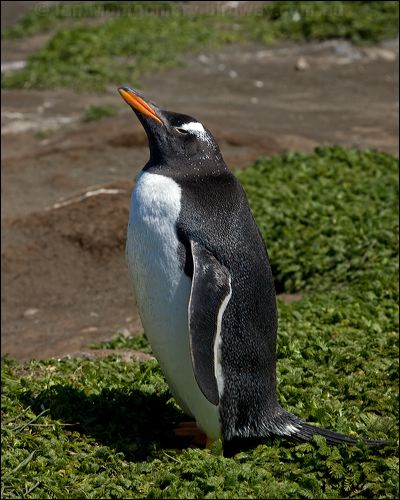 Gentoo Penguin gentoo_penguin_126356.psd
