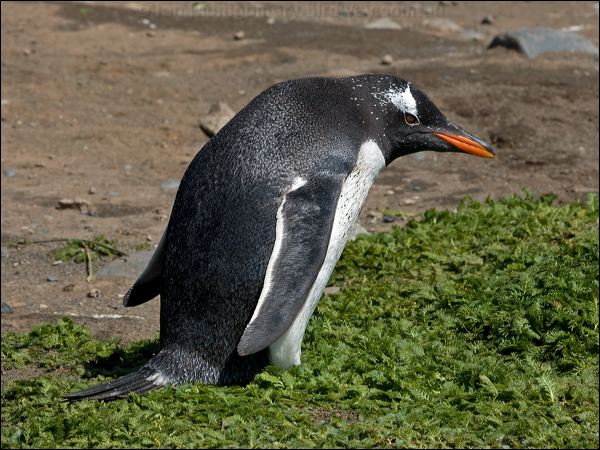 Gentoo Penguin gentoo_penguin_126368.psd
