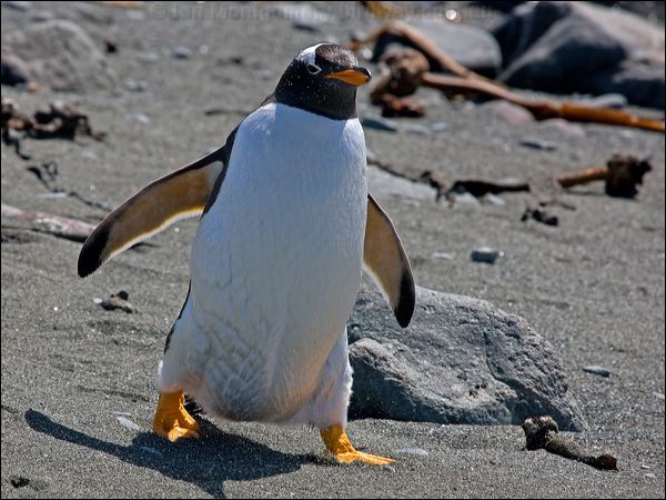 Gentoo Penguin gentoo_penguin_126395.psd