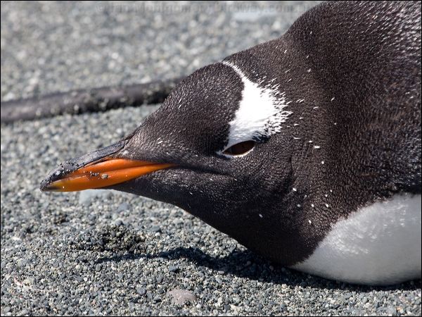 Gentoo Penguin gentoo_penguin_126423.psd