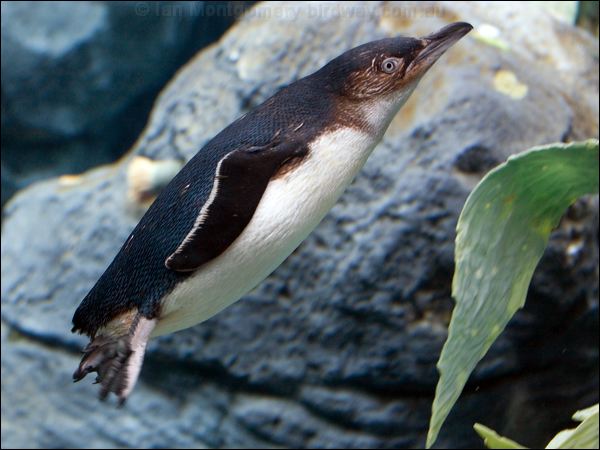 Little Penguin little_penguin_94687.psd