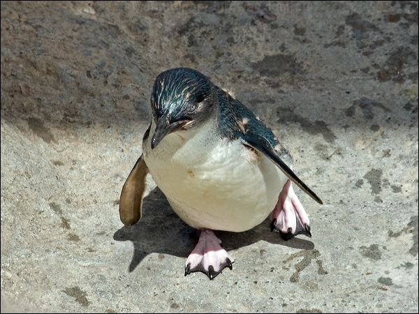 Little Penguin little_penguin_95282.psd