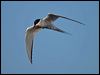 Click here to enter gallery and see photos of Arctic Tern