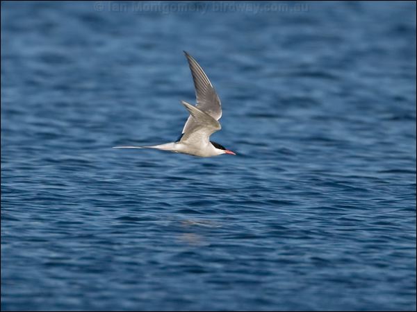 Arctic Tern arctic_tern_144039.psd