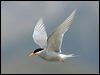 Click here to enter gallery and see photos of Black-fronted Tern
