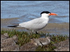 Click here to enter gallery and see photos of Caspian Tern
