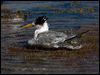 Click here to enter gallery and see photos of Crested Tern