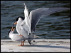 forsters_tern_66439