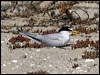 Click here to enter gallery and see photos of Least Tern