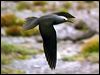 Click here to enter gallery and see photos of Lesser Noddy