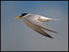 Click here to enter gallery and see photos of Little Tern