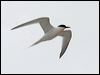 Click here to enter gallery and see photos of Roseate Tern