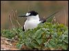 Click here to enter gallery and see photos of Sooty Tern