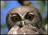 Click here to enter gallery and see photos/pictures/images of Barking Owl