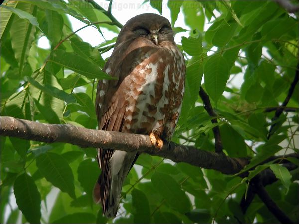 Brown Hawk-owl brown_hawk_owl_17517.jpg